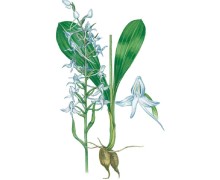 Мистические тайны Синей горы