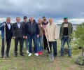 В память о героях Великой Отечественной войны в Кушве высажена аллея сосен