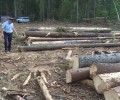 Под Красноуральском полиция поймала «чёрных лесорубов»