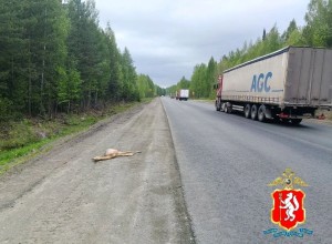 На трассе Екатеринбург – Серов сбито дикое животное