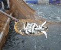 Государственную поддержку получат производители рыбы Свердловской области