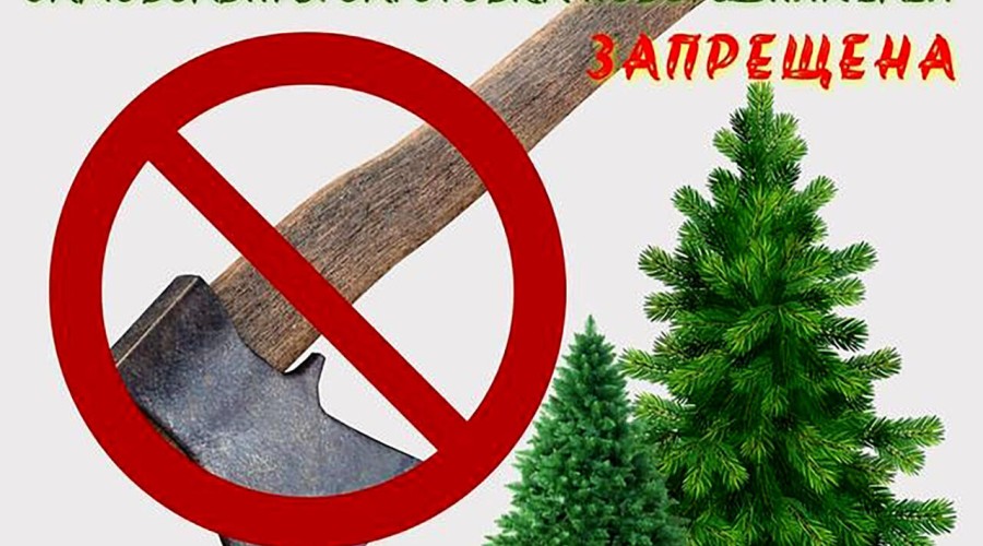 Напоминаем : Самовольная вырубка елок на Новый год грозит административной или уголовной ответственностью