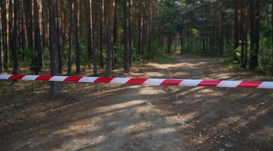 Житель Кушвы осуждён за незаконную охоту на лосей
